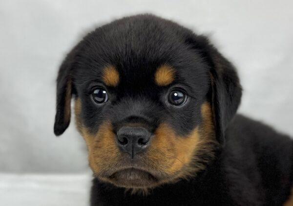 [#251406-03]  - Black / Tan M Rottweiler Puppies For Sale