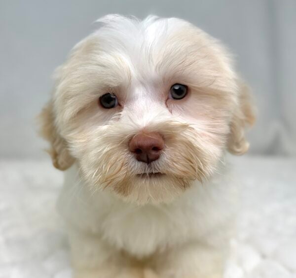 [#251681-03]  - White / Tan M Havanese Puppies For Sale