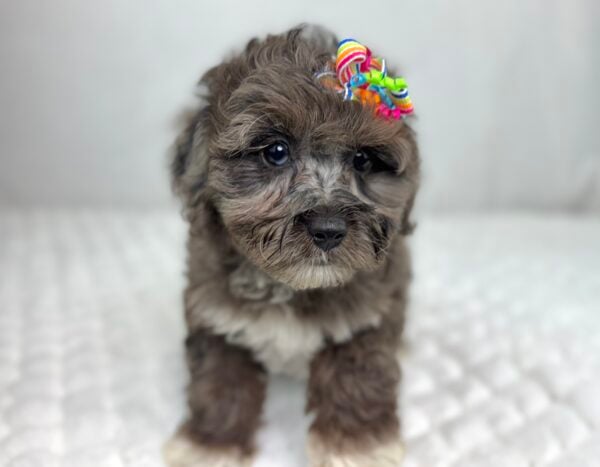[#251320-03]  - Black Merle F Yorkiepoo Puppies For Sale