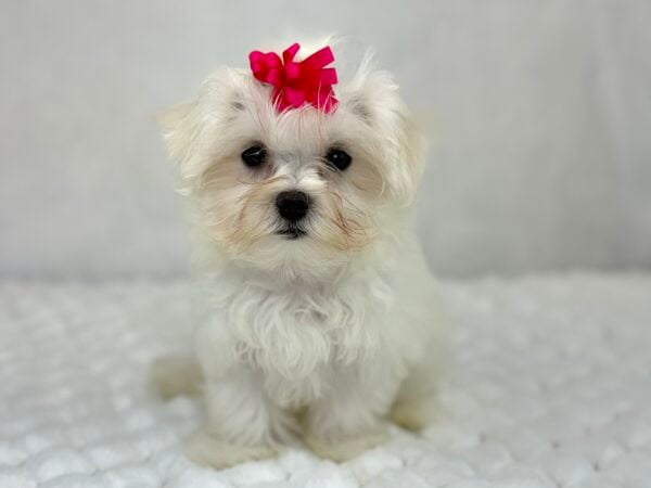 [#251368-03]  - White F Maltese Puppies For Sale