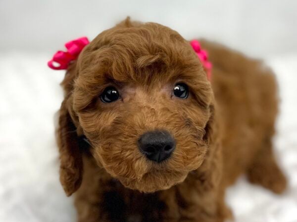 [#251474-04]  - Red F Poodle Puppies For Sale