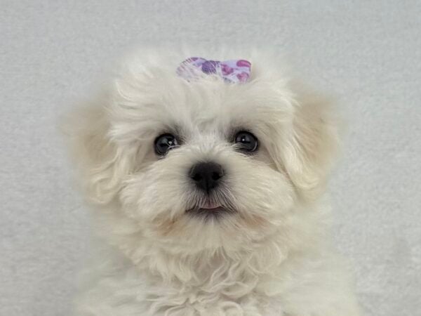[#251499-03]  - White F Bichon Frise Puppies For Sale