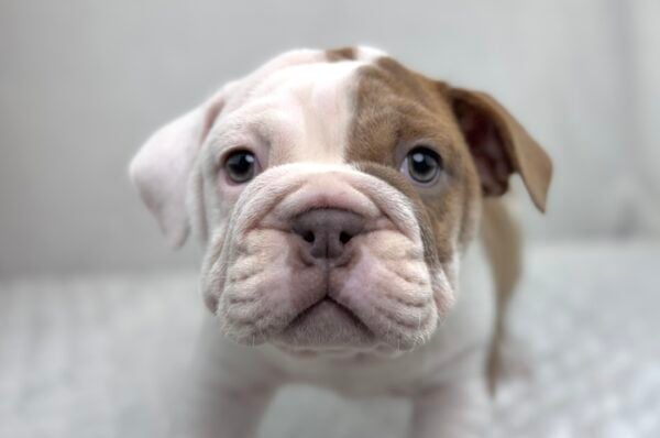 [#251549-02]  - Blue F Victorian Bulldog Puppies For Sale