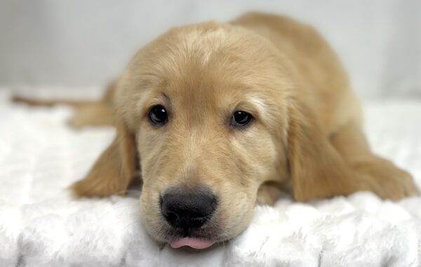 [#251482-03]  - Light Golden M Golden Retriever Puppies For Sale