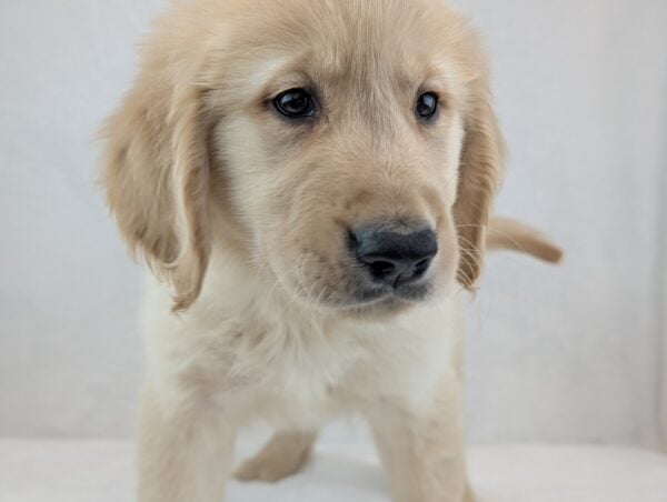 [#251488-04]  - Light Golden M Golden Retriever Puppies For Sale