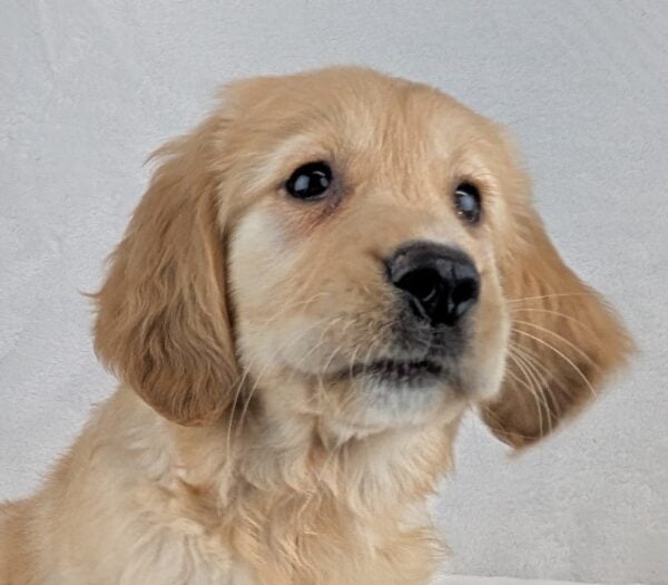 [#251489-03]  - Light Golden F Golden Retriever Puppies For Sale