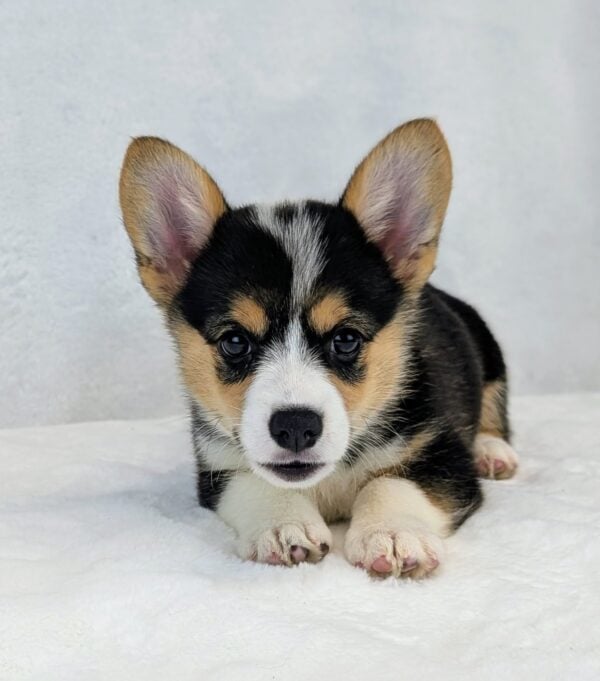 [#251582-03]  - Tri-Colored F Pembroke Welsh Corgi Puppies For Sale