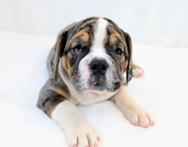 [#251510-02]  - Blue Merle / Tan M Beabull 2nd Gen Puppies For Sale