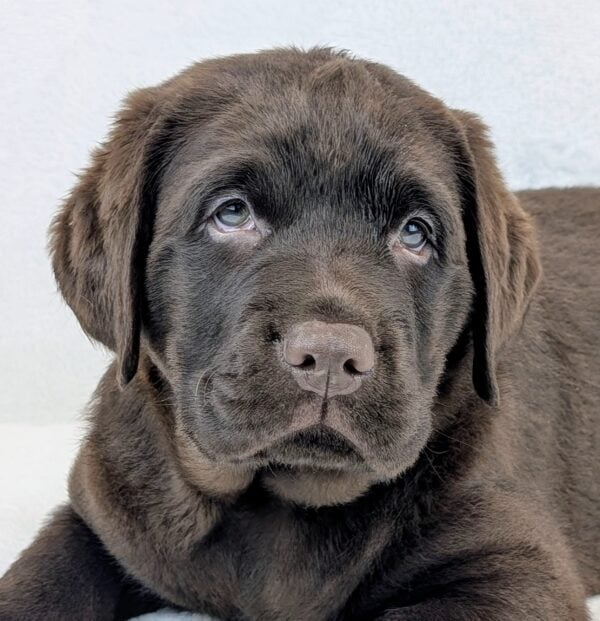 [#251781-03]  - Chocolate M Labrador Retriever Puppies For Sale