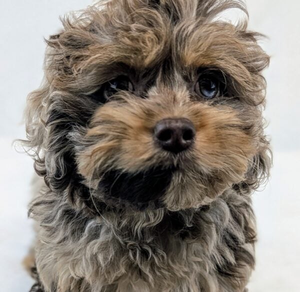 [#251594-01]  - Chocolate Merle F Cock A Poo Puppies For Sale