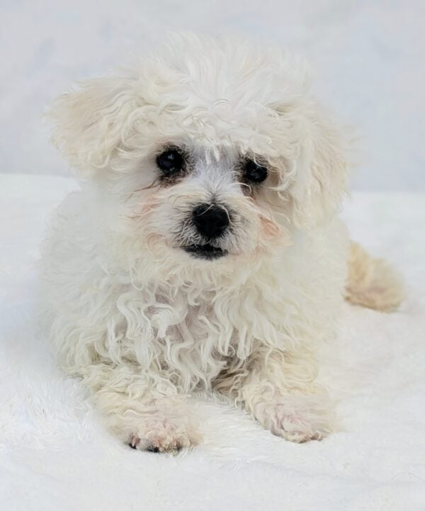 [#251627-03]  - White F Bichon Frise Puppies For Sale