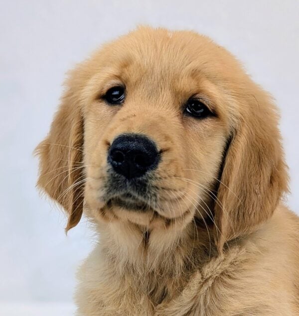 [#251768-07]  - Light Golden F Golden Retriever Puppies For Sale
