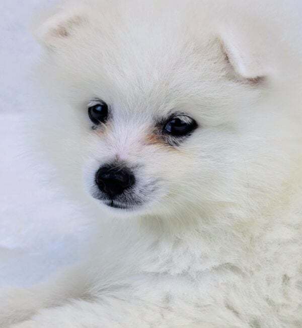 [#251745-03]  - White M American Eskimo Dog Puppies For Sale
