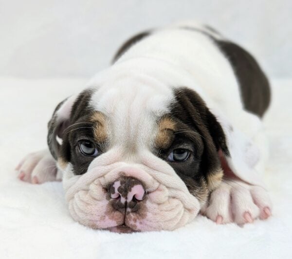 [#251550-04]  - Chocolate / White F Victorian Bulldog Puppies For Sale
