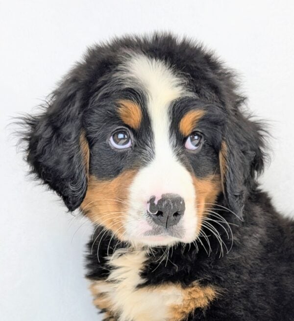 [#251803-03]  - Black White / Tan M Bernese Mountain Dog Puppies For Sale