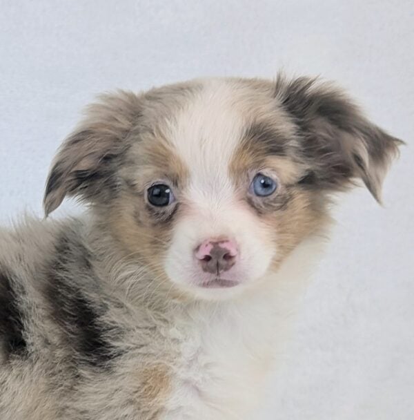 [#251615-07]  - Red Merle F Miniature Australian Shepherd Puppies For Sale