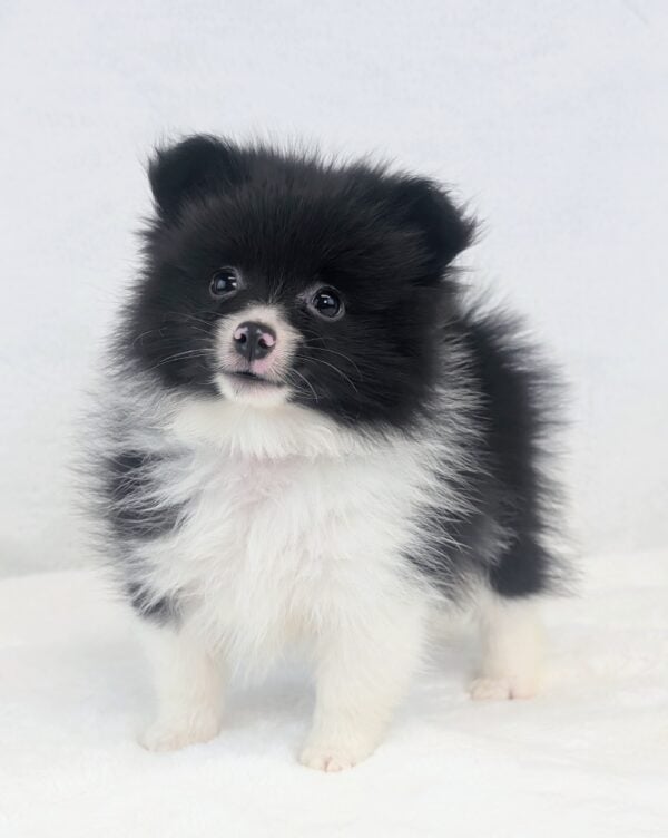 [#251983-02]  - Black / White M Pomeranian Puppies For Sale