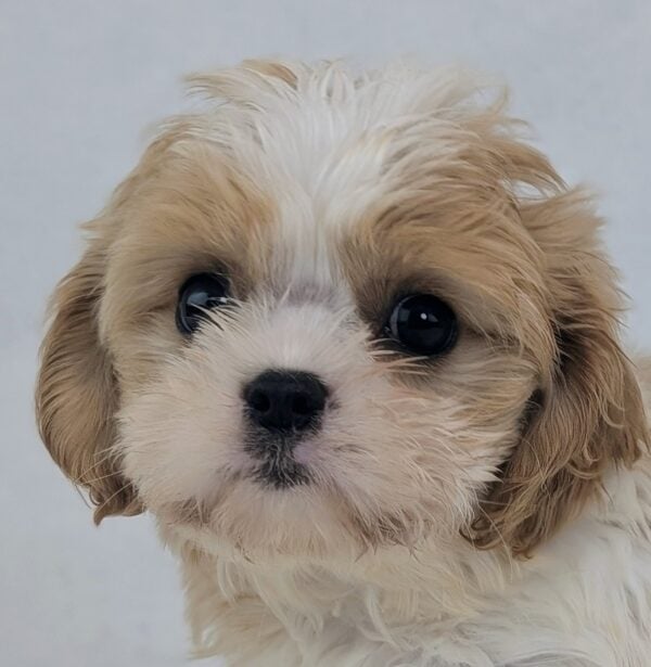 [#251968-04]  - Blenheim F Cavachon Puppies For Sale