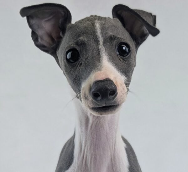 [#251635-06]  - Blue M Italian Greyhound Puppies For Sale