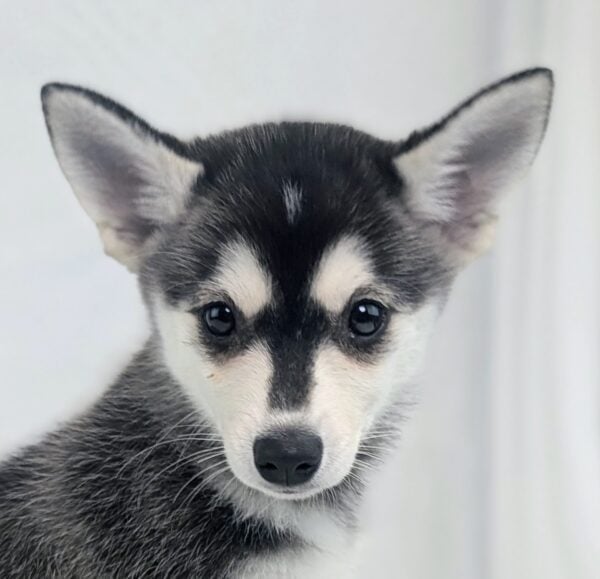 [#251514-01]  - Black / Tan M Alaskan Klee Kai Puppies For Sale