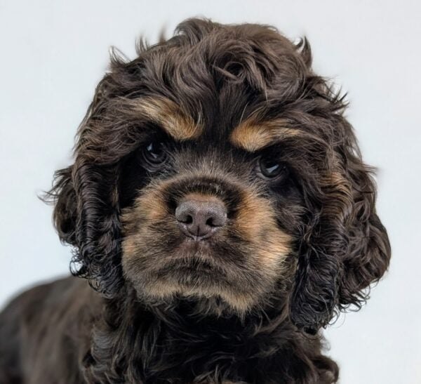 [#251659-05]  - Chocolate F Cocker Spaniel Puppies For Sale