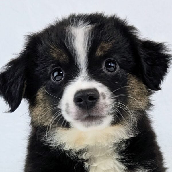 [#251615-03]  - Black White / Tan M Miniature Australian Shepherd Puppies For Sale