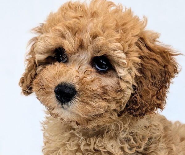 [#251613-02]  - Apricot M Cavapoo F2 Puppies For Sale