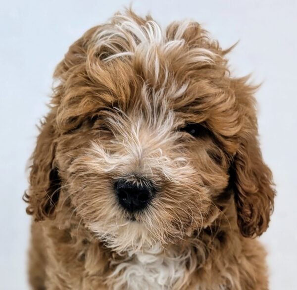 [#251530-04]  - Red F Goldendoodle Mini 2nd Gen Puppies For Sale