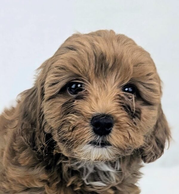 [#251687-03]  - Red F Cavapoo F2 Puppies For Sale