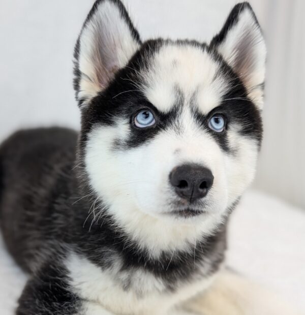 [#251559-01]  - Black / White M Siberian Husky Puppies For Sale