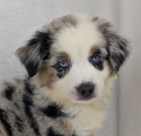 [#251657-01]  - Blue Merle M Australian Shepherd Puppies For Sale