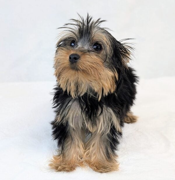 [#251402-05]  - Black / Tan F Yorkshire Terrier Puppies For Sale