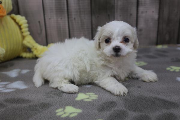 [#252055-06]  - White F Maltipoo Puppies For Sale
