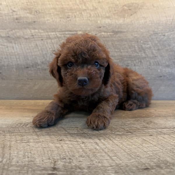 [#251571-02]  - Red M Poodle Puppies For Sale