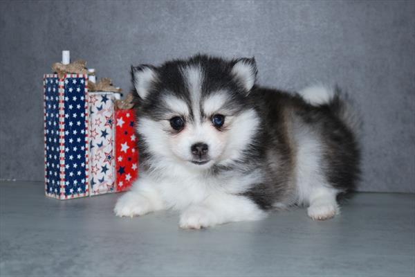 [#251577-06]  - Sable / White F Pomsky Puppies For Sale