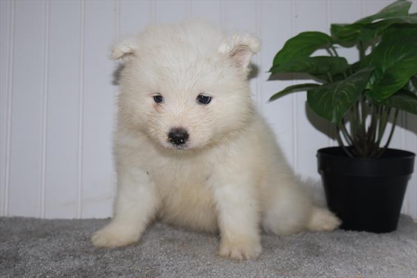 [#251827-04]  - White F Samoyed Puppies For Sale