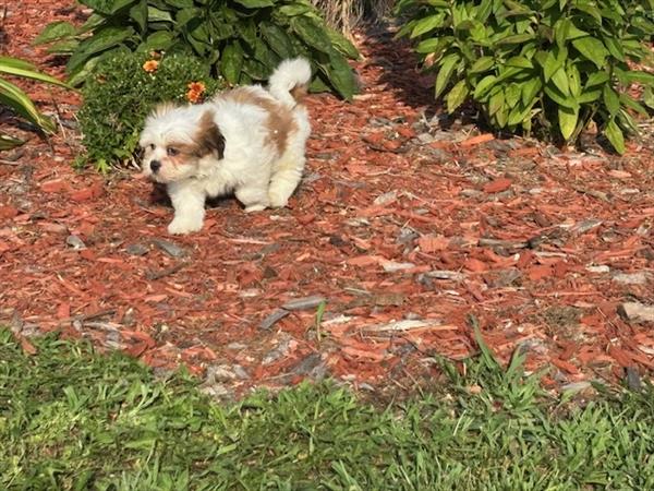 [#251841-02]  - Red / White M Lhasa Apso Puppies For Sale
