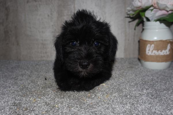 [#251970-04]  - Black F Miniature Schnauzer Puppies For Sale