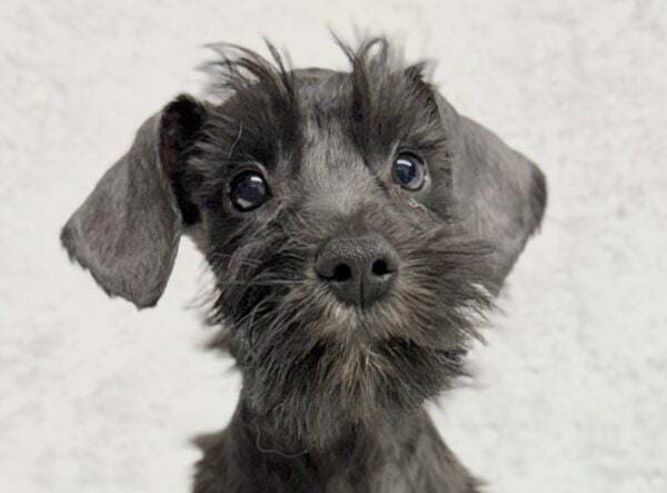 [#251970-04]  - Black F Miniature Schnauzer Puppies For Sale