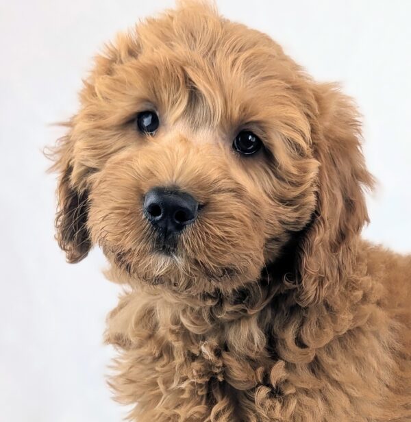 [#251878-03]  - Golden F Goldendoodle Mini Puppies For Sale