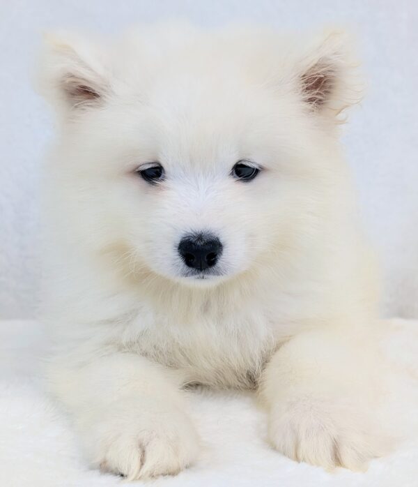 [#251827-04]  - White F Samoyed Puppies For Sale