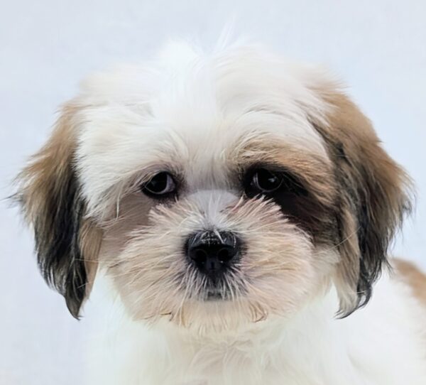 [#251841-02]  - Red / White M Lhasa Apso Puppies For Sale