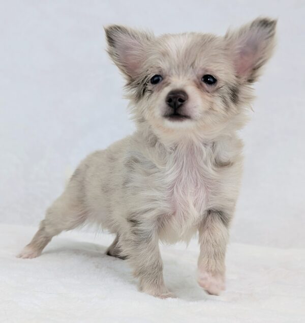 [#251765-04]  - Blue Merle F Chihuahua Puppies For Sale