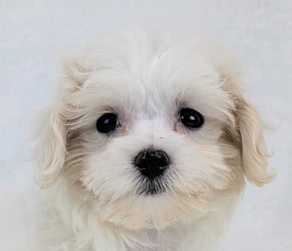 [#252055-06]  - White F Maltipoo Puppies For Sale