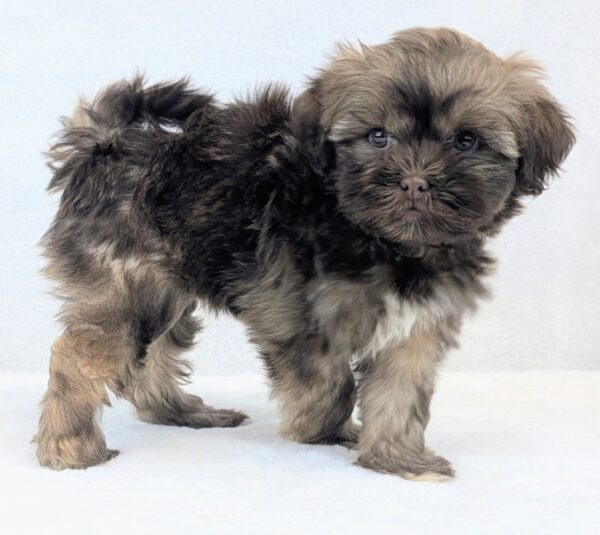 [#251837-04]  - Chocolate / White F Havatzu Puppies For Sale