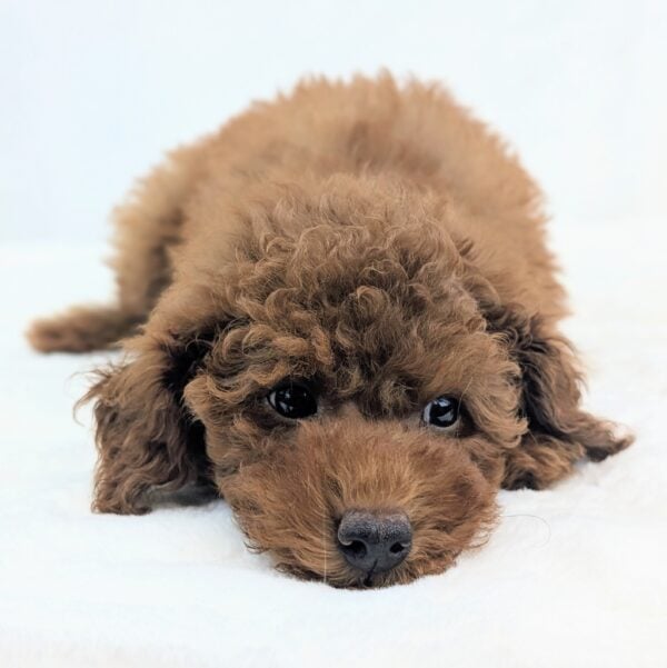 [#251571-02]  - Red M Poodle Puppies For Sale