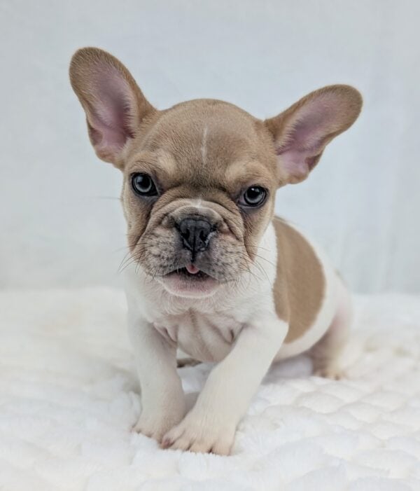 [#251701-01]  - Blue Fawn M French Bulldog Puppies For Sale