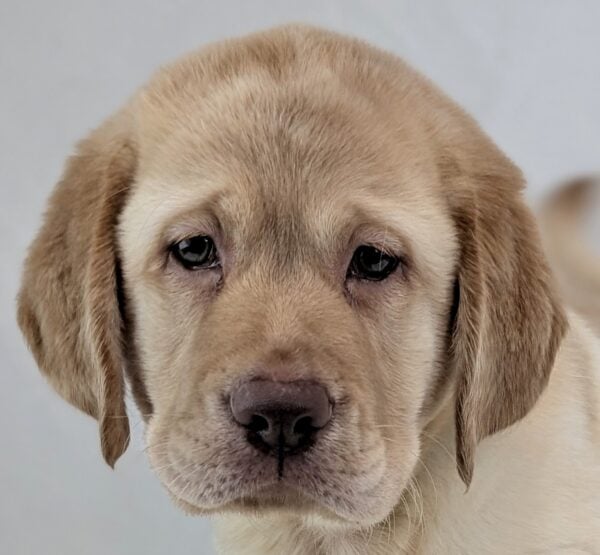 [#252091-02]  - Yellow M Labrador Retriever Puppies For Sale
