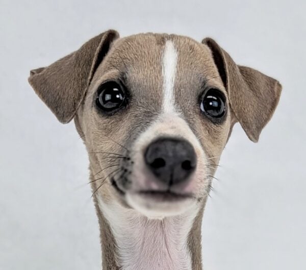 [#251722-03]  - Blue Fawn M Italian Greyhound Puppies For Sale