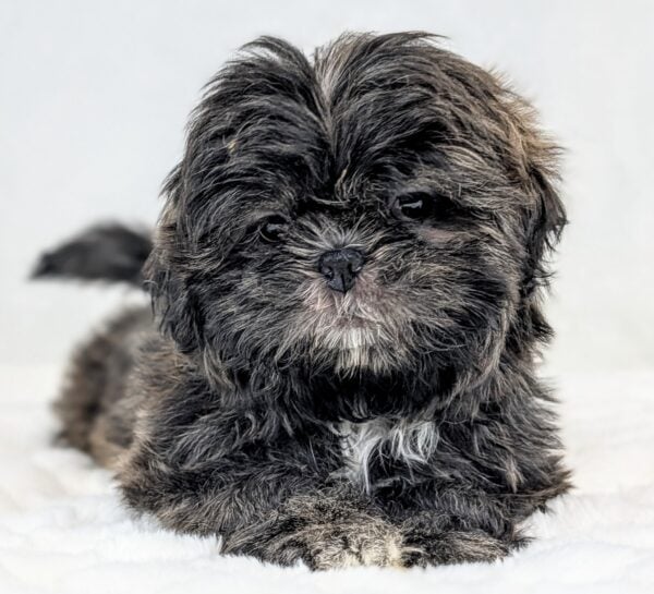 [#251935-05]  - Brindle / White F Shih Tzu Puppies For Sale